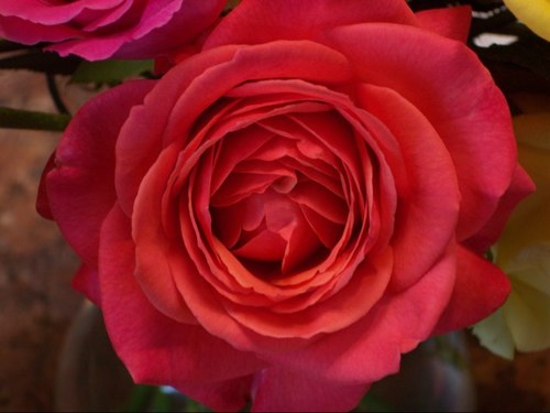 rozesNorchids's profile picture. 