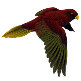 csp_pohnpei's profile picture. The Conservation Society of Pohnpei (CSP) operates in the Federated States of Micronesia (FSM) and deals with environmental policy, conservation, and education.