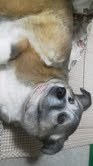 絵画、オペラ鑑賞が大好き。可愛い犬を飼ってます。
