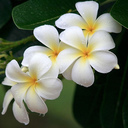 Merlene Thomas - @Linkinsi - Twitter