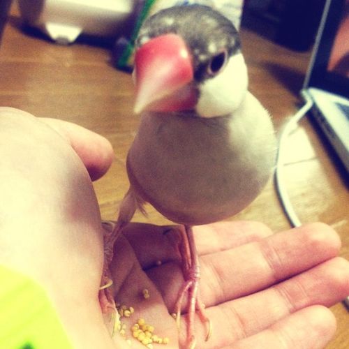 htpp28's profile picture. おーすとりっち