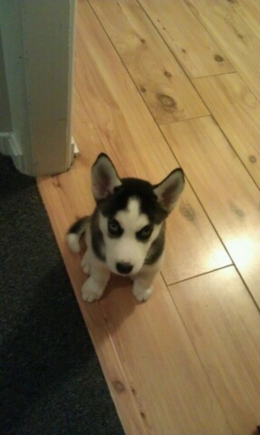 KohltonHusky's profile picture. 