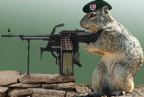 scousesquirrel2's profile picture. fuking part of terror squad dnt mess with me nuts