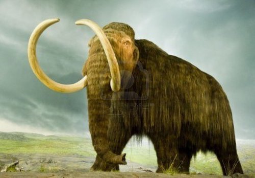 Actually not a wooly mammoth.