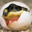 WILLIAM MCMATH - @HERMANNSRUSCOM - Twitter