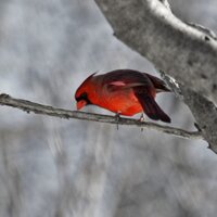 Ohio Nature (@ohionature) 's Twitter Profile