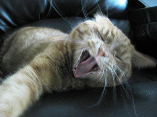 ShamusKitty's profile picture. 