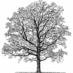 Brenton Arboretum (@brentontrees) Twitter profile photo Brenton Arboretum (@brentontrees) Twitter profile photo