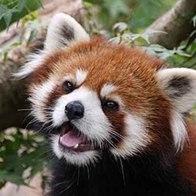 レッサーパンダ