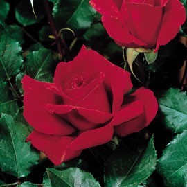 B_JABIN's profile picture. 