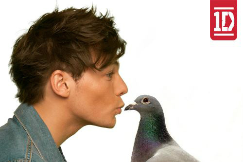 Kevin the Pigeon, official Twitter. Louis taught me how to speak, now I know how to Twit. Job? Flying with the boys wherever they go! Co coo co coooo