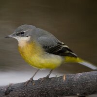 Bob D 🦋 (@bobathon) 's Twitter Profile