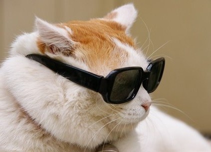 Coup de pattes griffues sur l 'actu ; je suis un chat groggy au poil fourru. Je pense tout haut ce qu'ils n'osent même pas dire tout bas.