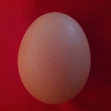 Egg.
