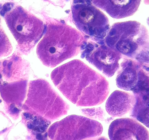 Tweets from the Ecology of Infectious Marine Diseases course at FHL