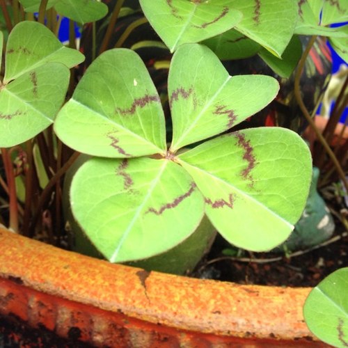 lordzizu's profile picture. 