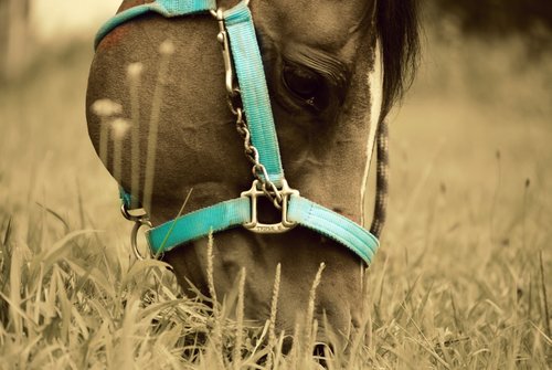 Equestrian is not a style, person, or thing. Its a way of life. (If you want a #followback just mention or message me!) #HorseyProbs
