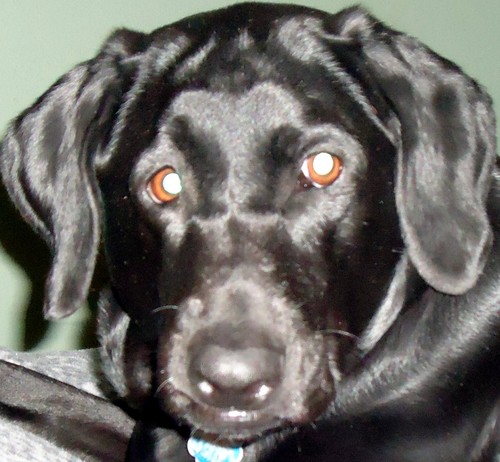 Lucky Wife, 'StepMonster', StepMonster-in-Law, Grandmother, love to sew, quilt, cook, travel, deer hunt, read and I LOVE DOGS!