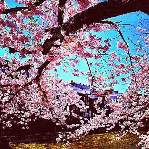 hanaaltamimi1's profile picture. 