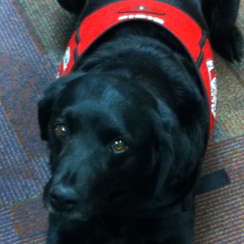 MollyandDixie's profile picture. I'm a T1 with a diabetes alert service dog. I like canoeing, camping, paleo recipes, and the sun.