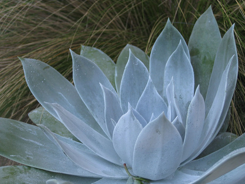 Creating contemporary waterwise spaces for people who want to love their garden.