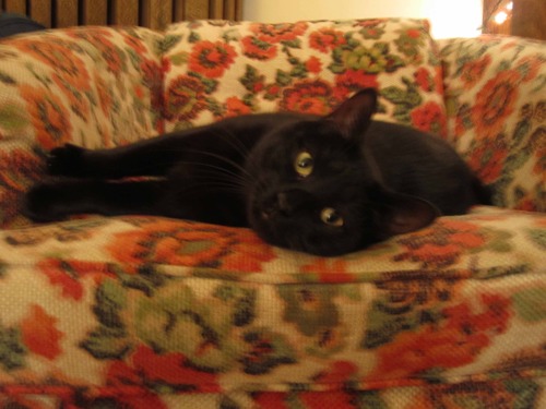 Sleep expert and Meow Mix gourmand