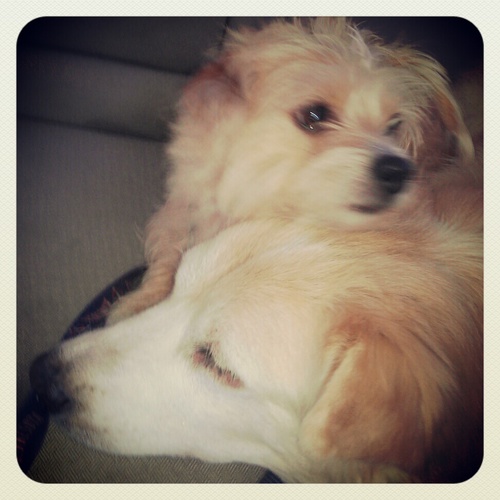 khansenaz's profile picture. 