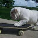 Dan Canady - @EnglandBulldog - Twitter