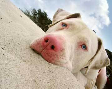 Pit bulls are the BEST...!!!