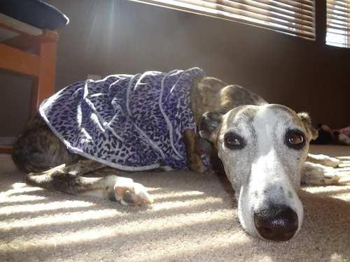 i am Tiger Lilly. i am a dog. life is good. follow me for a computer Hug or big Lick!
http://t.co/ErxJXuLFfc