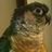 Tiki_Conure's profile image