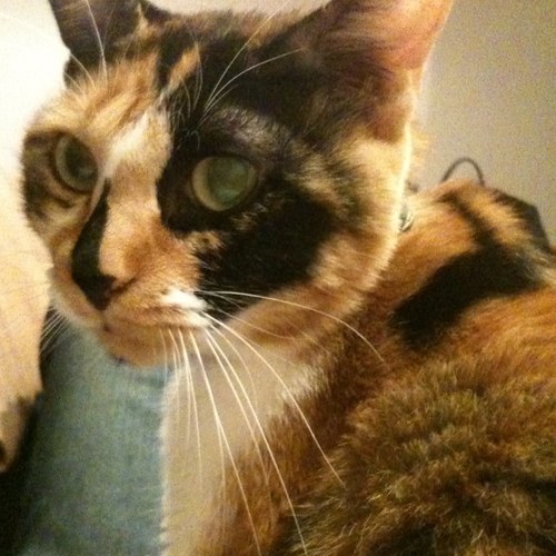 nishiogiminami5's profile picture. 歴史研究をぼちぼちしています。戦後日本社会における朝鮮の植民地支配責任意識の表出について関心があります。現在は「朝鮮戦争と日本社会」が主なテーマです。平和であるってどういうことか？をいつも考えている単なる猫好きです。 『猫が星見たー歴史旅行』という冊子を発行しています。同名blogも（下記URL）エスペラント初学者です