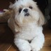ブリーダーズDOG1 (@szkclovelove) Twitter profile photo ブリーダーズDOG1 (@szkclovelove) Twitter profile photo