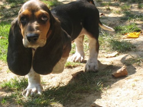 Hello everyone. I am Meko Rodeo.