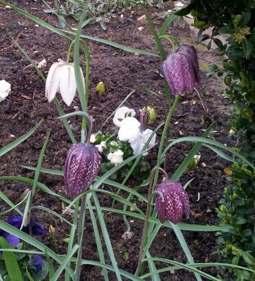 ConnectedBee's profile picture. 