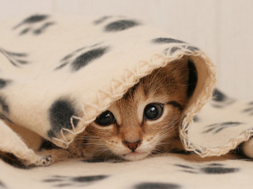 leveldoc's profile picture. 