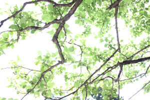 Ayumu_sky0401 Profile Picture