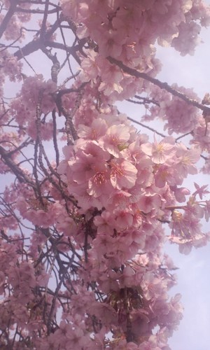 好きなものはやさしい風とあたたかな陽射し。
短歌めいたもの・俳句めいたものと悪戯をつぶやきます。
写真の桜は、平成24年3月20日の河津桜です。