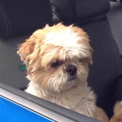 lulusmam's profile picture. 