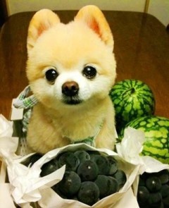 dominoさんのプロフィール画像