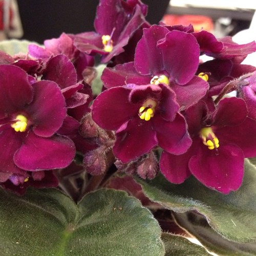 tranquility486's profile picture. 