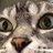 Superbike1098s's profile image