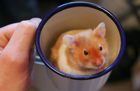 Freed from the wheel, I will expose what ails Boerum Hill and beyond. Damn it feels good to be a hamster. All your lettuces will be mine.