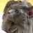 oshgo85's profile image