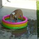 Stella Phillips - @StellaBoBulldog - Twitter