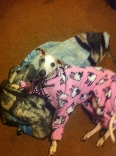 im harvey a 3year old fawn and white grippet what loves running thru the fields and sleepin i luv going to work with my mum and meeting other dogs!