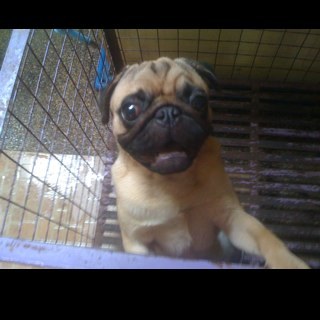 lilgeniusgirl's profile picture. 