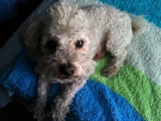 merino8a's profile picture. 