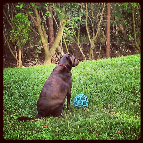 I'm a 4 year old Chocolate Lab. FAV things are playing ball, run hard,cooling off in the pool ! LUV my treats & my family xoxoxo Let's Tweep....