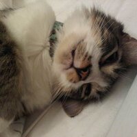 Happy (@happythekitty) 's Twitter Profile